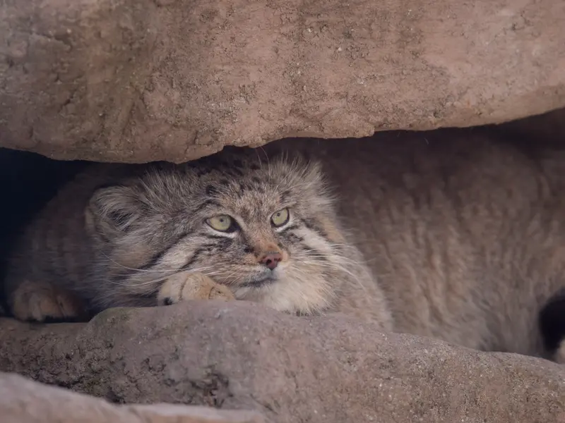 Фотография Лотоса в Детском зоопарке Сайтама