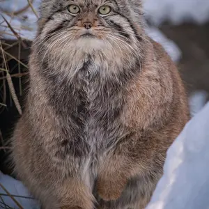 Фотография Хвостика в Новосибирском Зоопарке