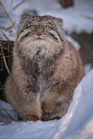 Фотография Хвостика в Новосибирском Зоопарке