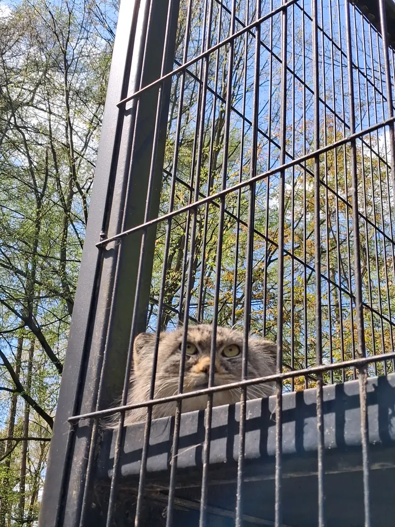 Фотография Цас в Краковском Зоопарке