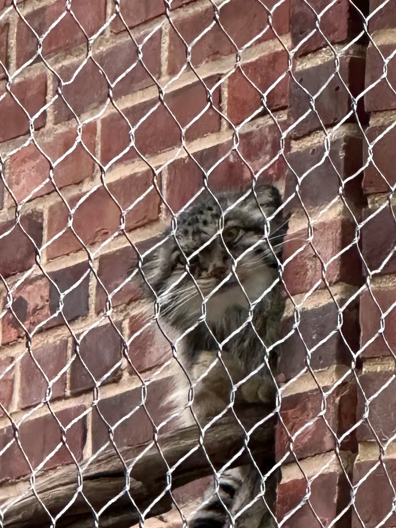 Фотография с манулом в Зоопарке Проспект-парка