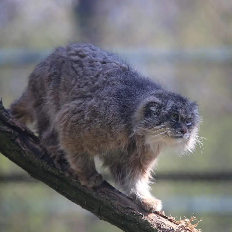 Фотография Паццо в Лодзинском Зоопарке