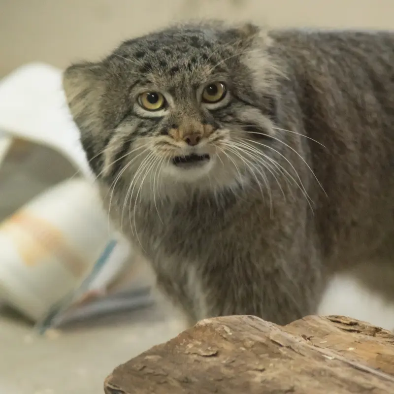 Фотография Фиги в Зоопарке Ногеяме