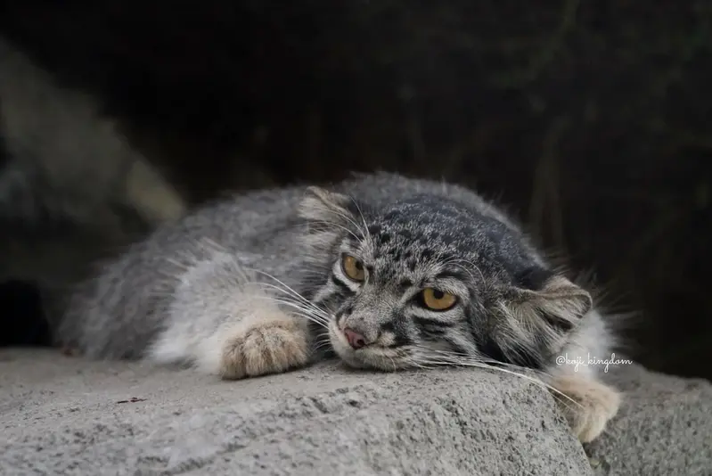 Фотография Нара в Царстве Животных Кобе