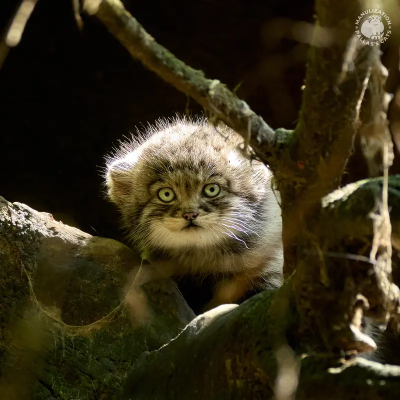 Фотография Туя́ в Ла Торбиере