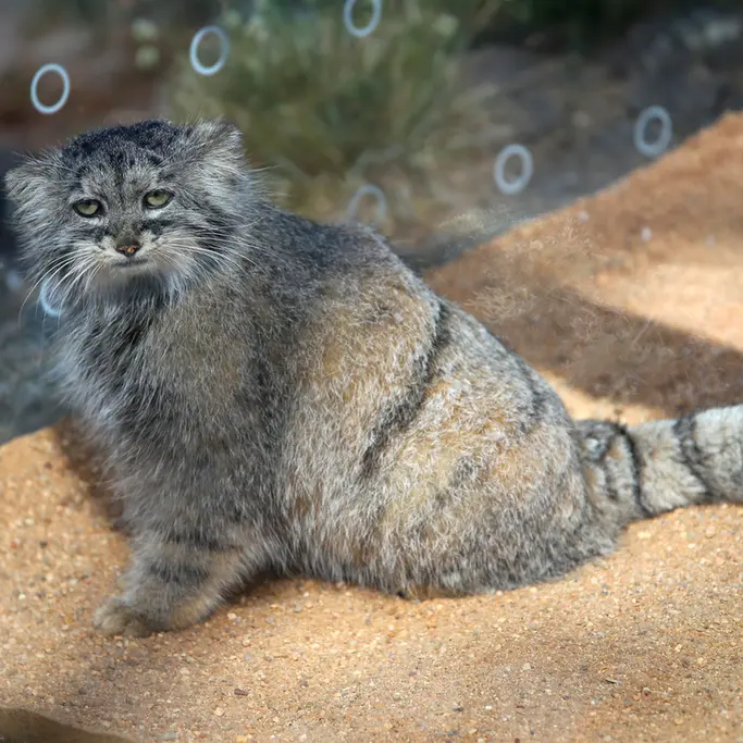 Фотография Принцессы в Пражском Зоопарке