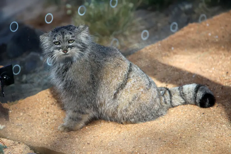 Фотография Принцессы в Пражском Зоопарке