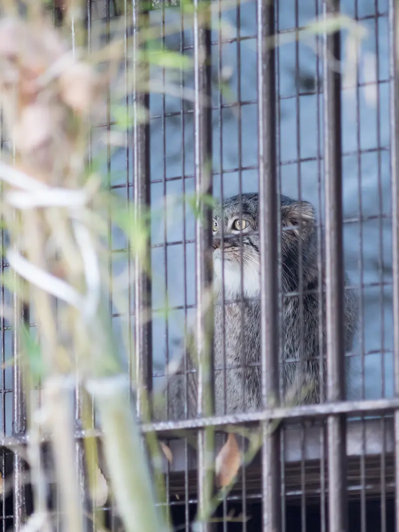 Фотография Фиги в Зоопарке Ногеяме