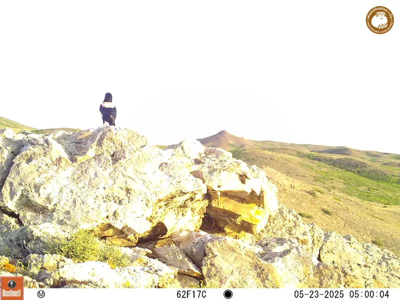 Фотография с манулом с фотоловушки Бесшокы 1