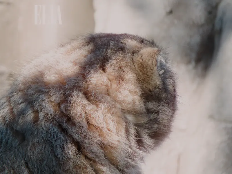 Фотография Олафа в Зоопарке Калгари / Институте Уайлдере