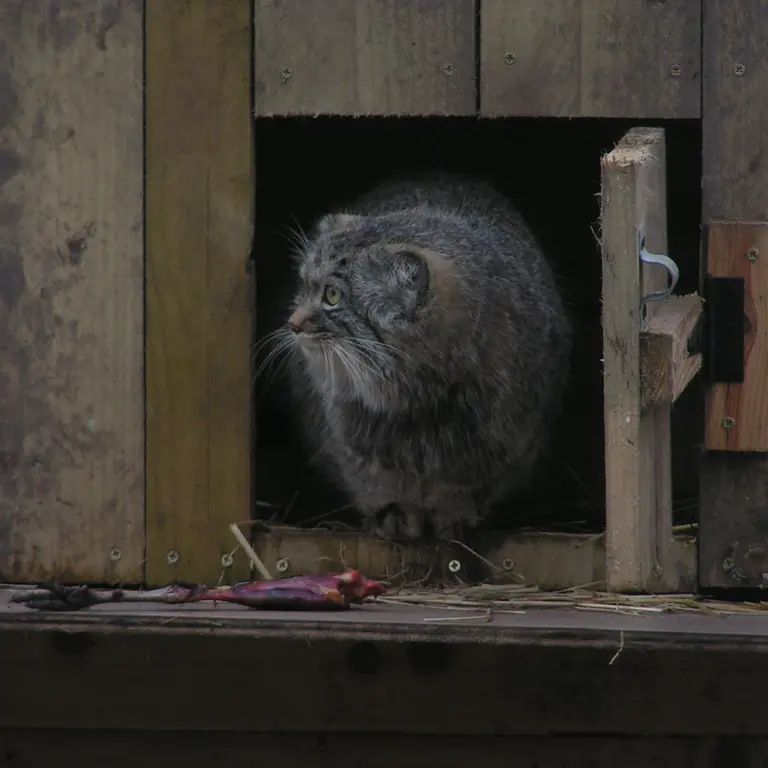 Фотография Алтая в Лэйклэнде Вайлдлайф Оазисе