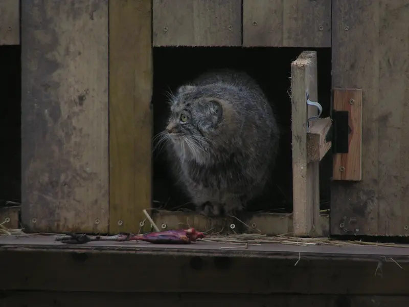 Фотография Алтая в Лэйклэнде Вайлдлайф Оазисе