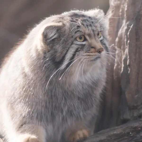 Фотография Нагому в Царстве Животных Насу