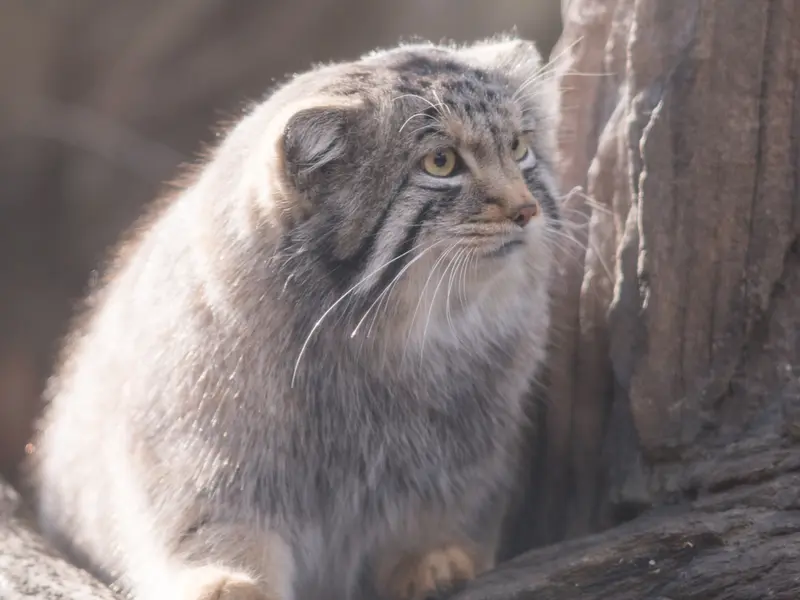 Фотография Нагому в Царстве Животных Насу