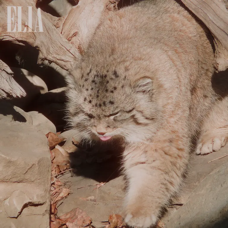 Фотография Олафа в Зоопарке Калгари / Институте Уайлдере
