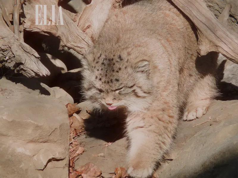 Фотография Олафа в Зоопарке Калгари / Институте Уайлдере