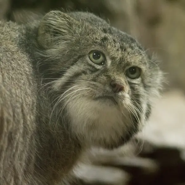 Фотография Клёна в Зоопарке Уено