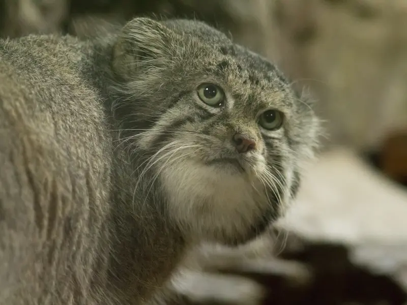 Фотография Клёна в Зоопарке Уено