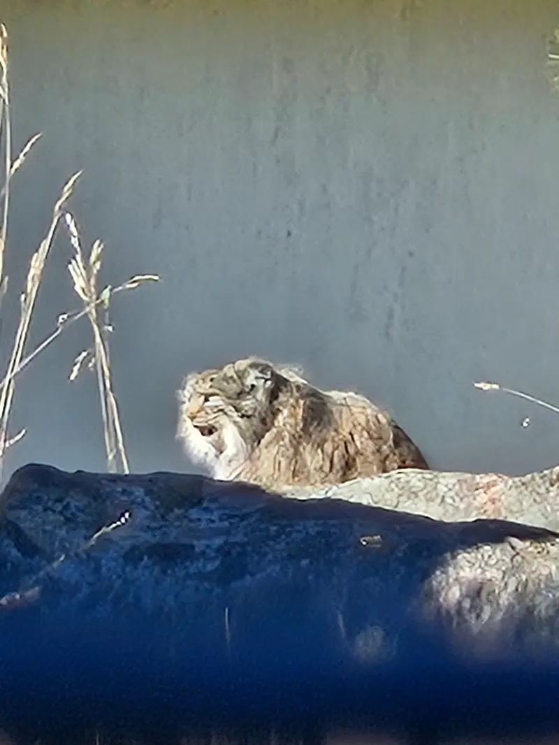 Фотография Мими в Зоопарке Коркеасаари