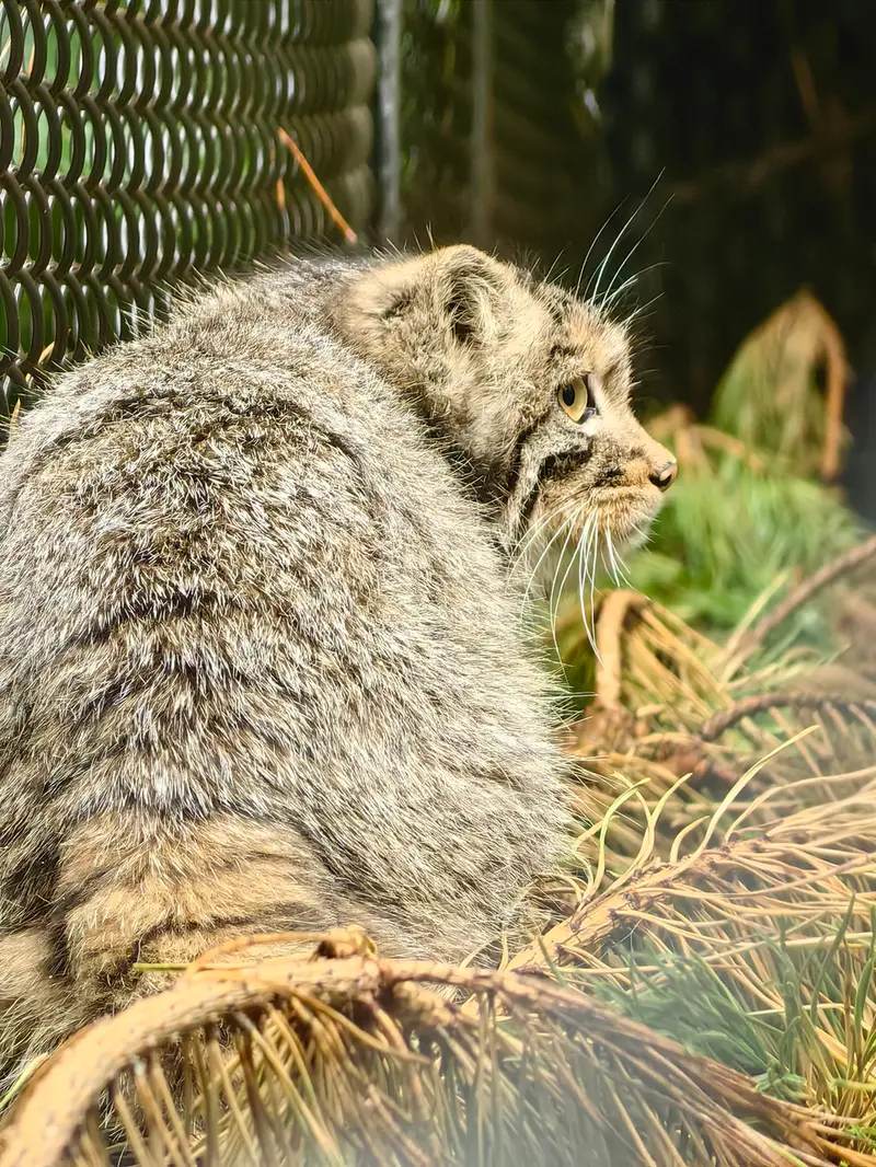 Фотография Аккема в Новосибирском Зоопарке