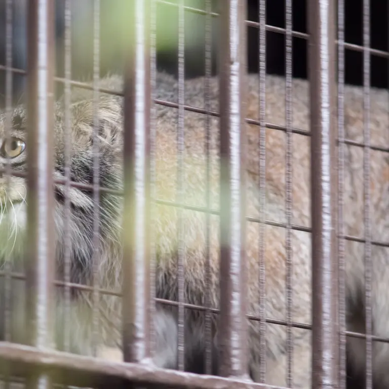 Фотография Фиги в Зоопарке Ногеяме