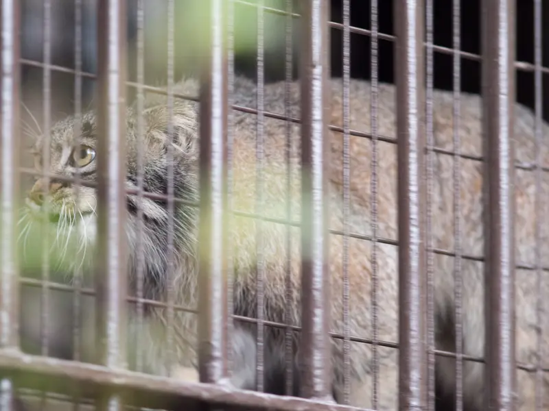 Фотография Фиги в Зоопарке Ногеяме