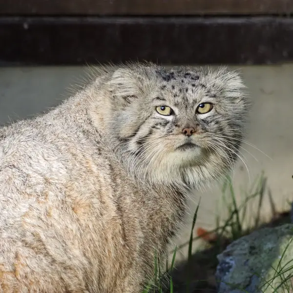 Фотография Мануэля в Гданском Зоопарке