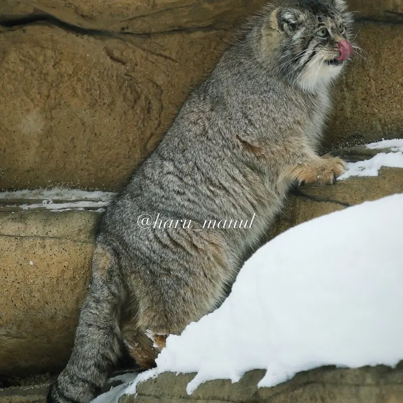 Фотография Полли в Царстве Животных Насу