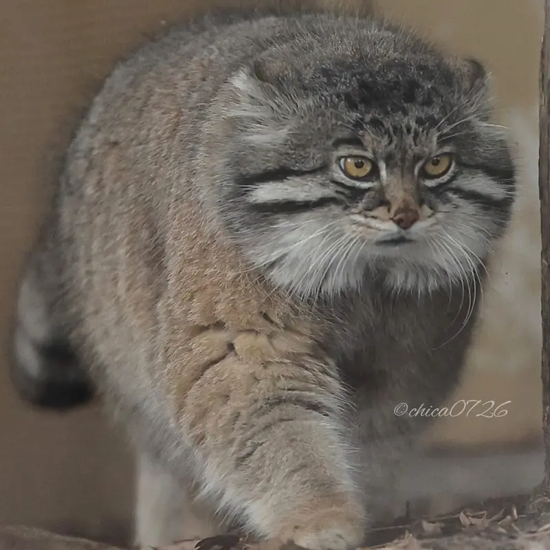 Фотография Груши в Зоопарке Асахияма