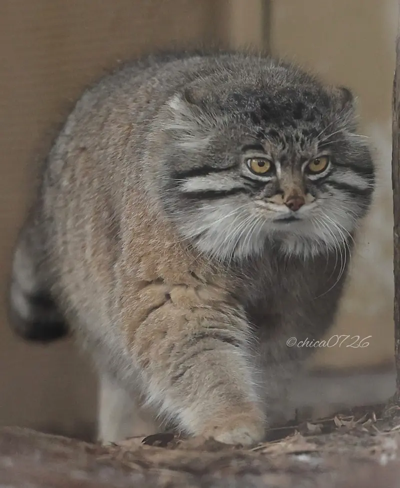 Фотография Груши в Зоопарке Асахияма