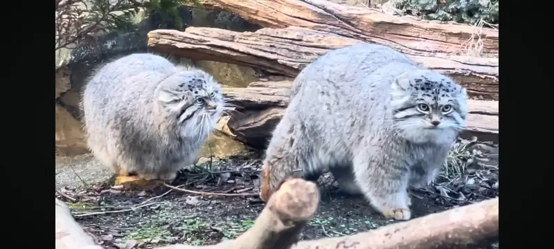 Фотография с манулом