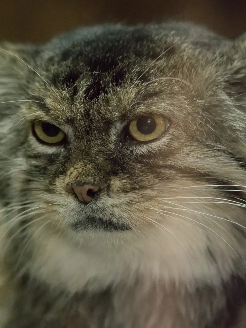 Фотография Примулы в Зоопарке Уено