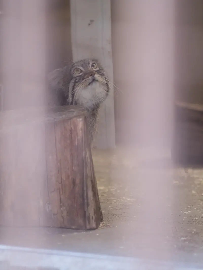 Фотография Фиги в Зоопарке Ногеяме