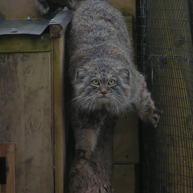 Фотография Алтая в Лэйклэнде Вайлдлайф Оазисе