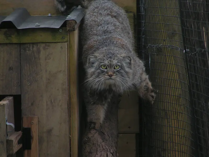Фотография Алтая в Лэйклэнде Вайлдлайф Оазисе