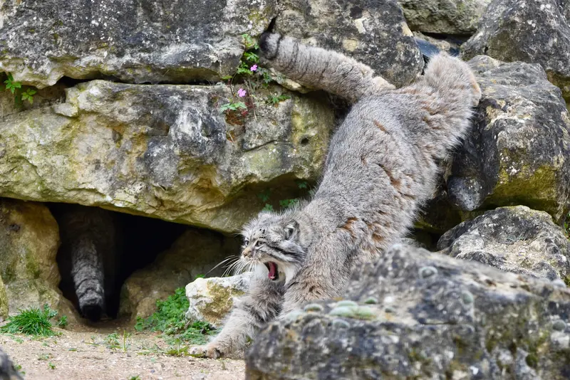 Фотография Атлана в Парке диких животных Порт-Лимпн
