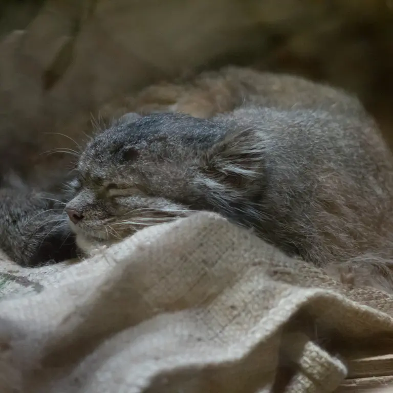 Фотография Клёна в Зоопарке Уено