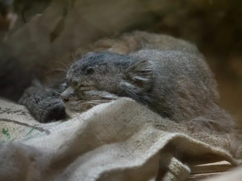 Фотография Клёна в Зоопарке Уено