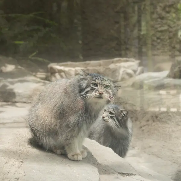 Фотография Аз и Ото в Царстве Животных Кобе