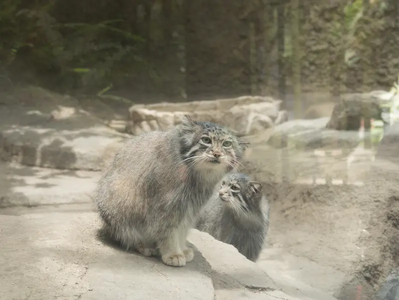 Фотография Аз и Ото в Царстве Животных Кобе