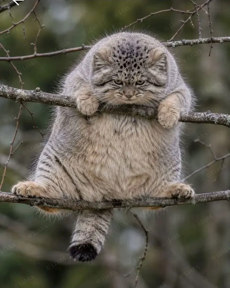 Фотография с манулом
