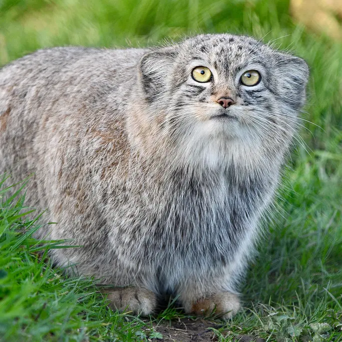 Фотография Хараа в Парке диких животных Порт-Лимпн
