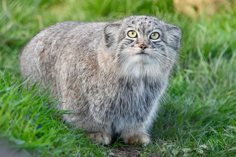 Фотография Хараа в Парке диких животных Порт-Лимпн