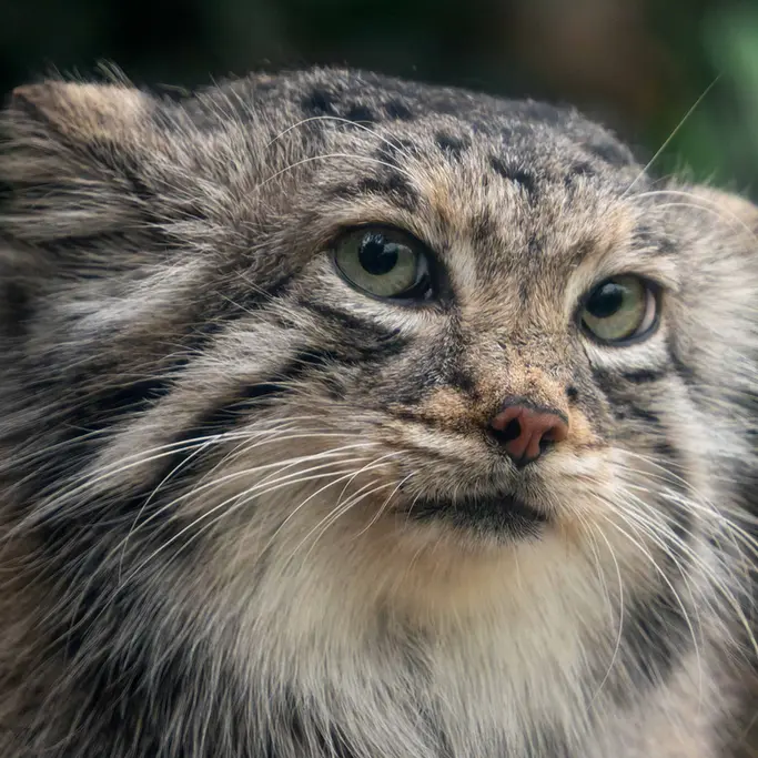 Фотография Аз в Царстве Животных Кобе