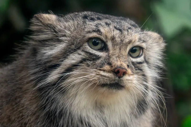 Фотография Аз в Царстве Животных Кобе