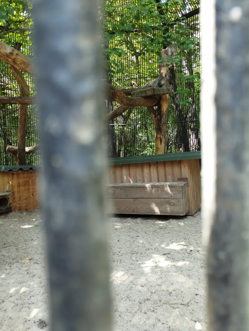 Фотография с манулом в Новосибирском Зоопарке