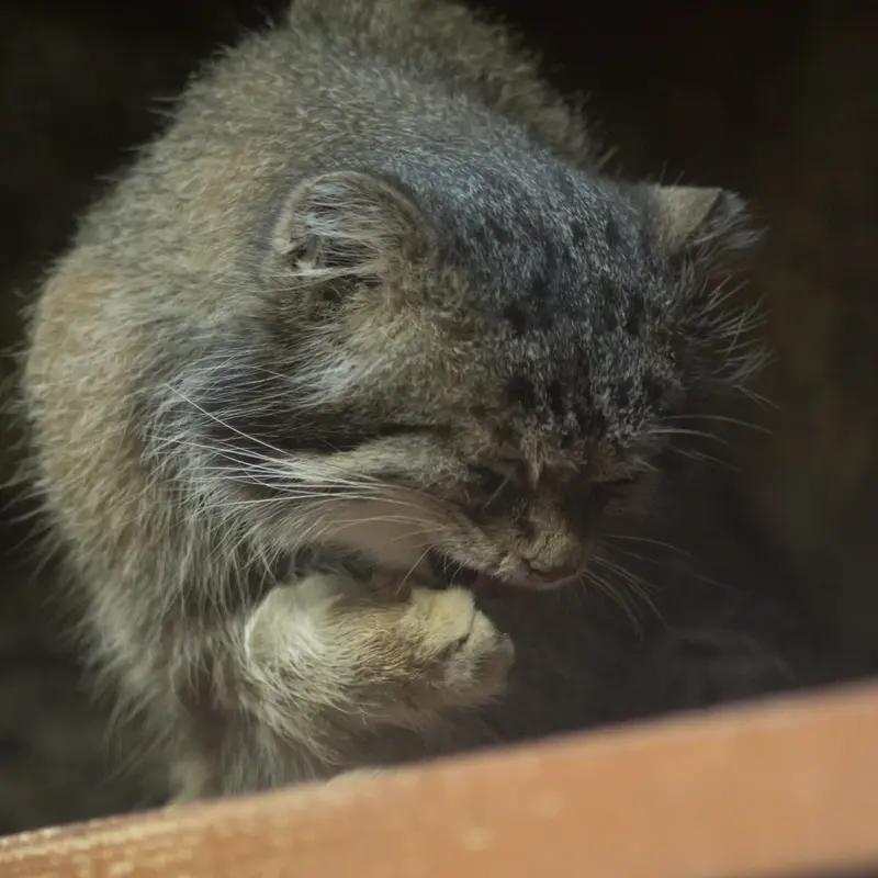 Фотография Клёна в Зоопарке Уено