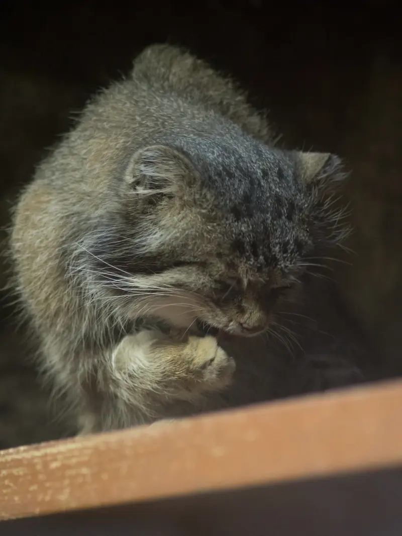 Фотография Клёна в Зоопарке Уено