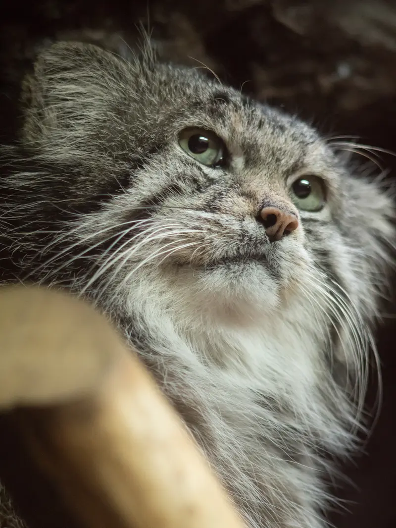 Фотография Клёна в Зоопарке Уено