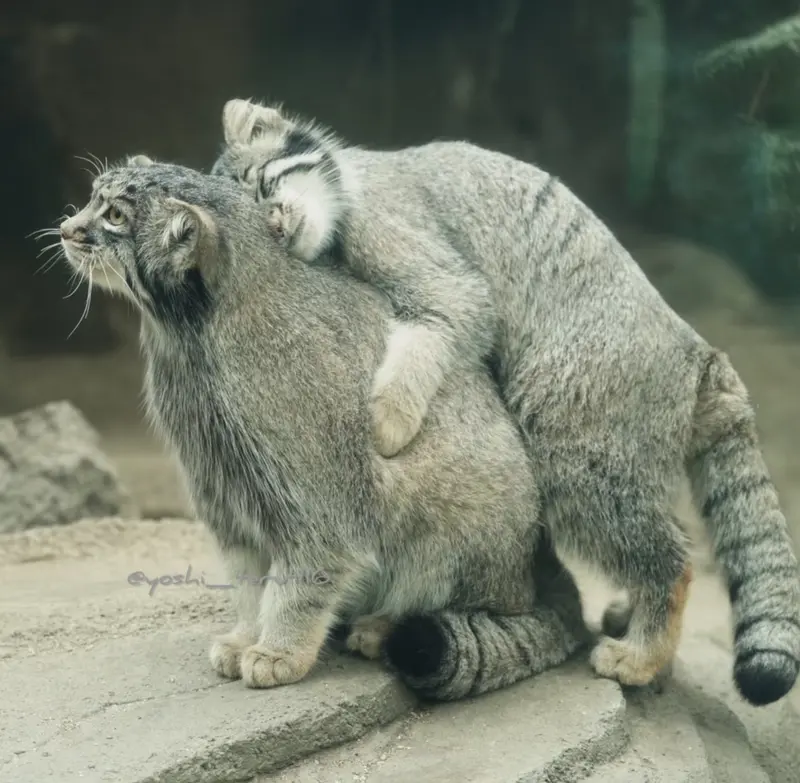 Фотография с манулом в Царстве Животных Кобе